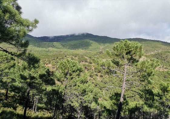 La zona de Sierra Bermeja.