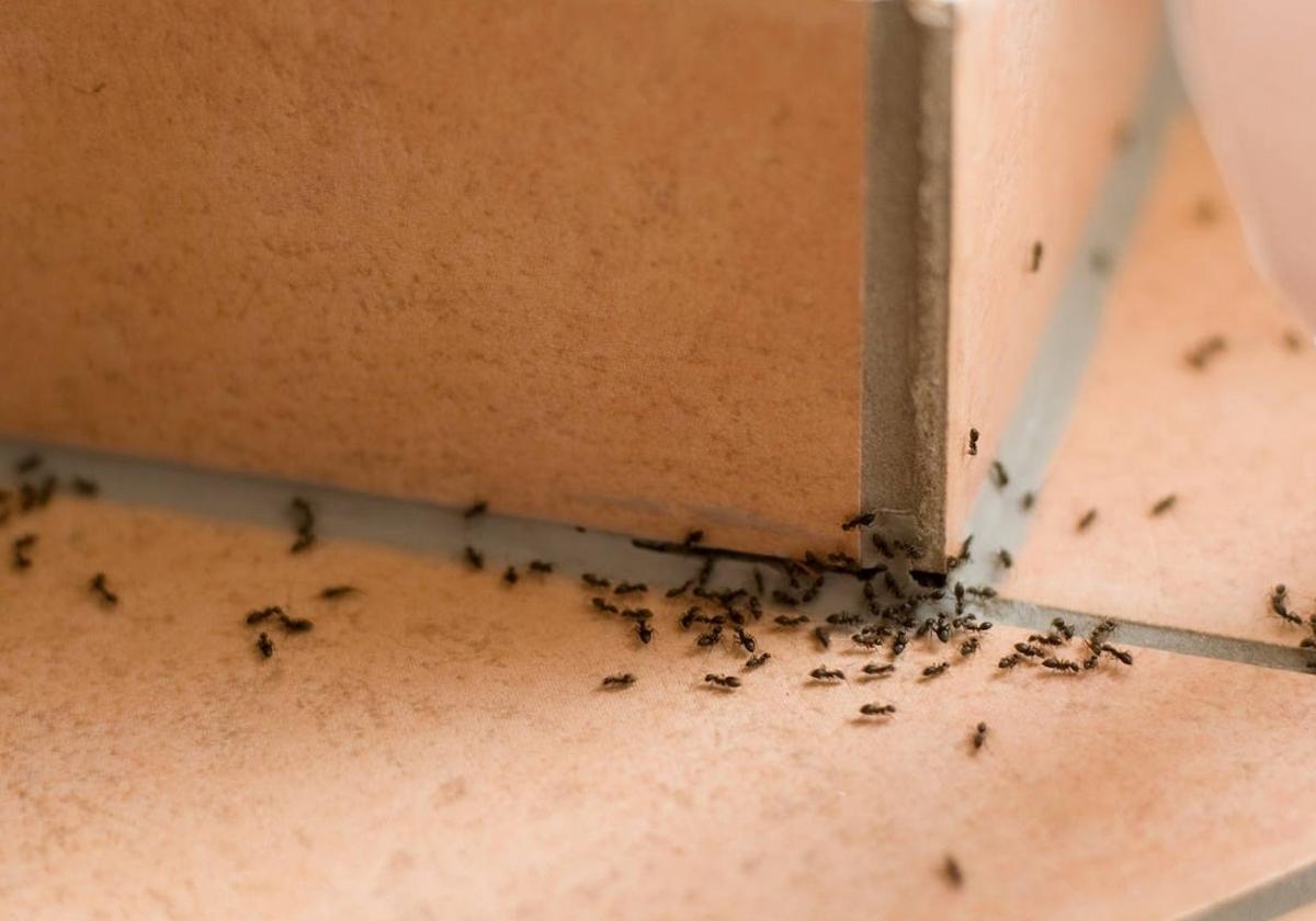 El calor aumenta el número de insectos en el hogar: cómo combatirlos con remedios caseros