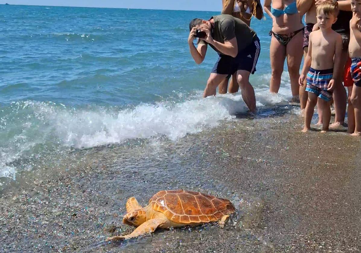 Un turista capta una foto de la tortuga Gloria cuando trata de zambullirse en el Mediterráneo.