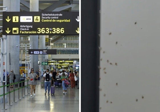 Imagen de archivo del aeropuerto de Málaga. A la derecha, insectos en una de las terminales, en una imagen captada por un trabajador.