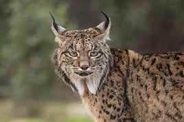 Un ejemplar de lince ibérico, cuyo crecimiento continuado se mantiene al alza en los últimos años.