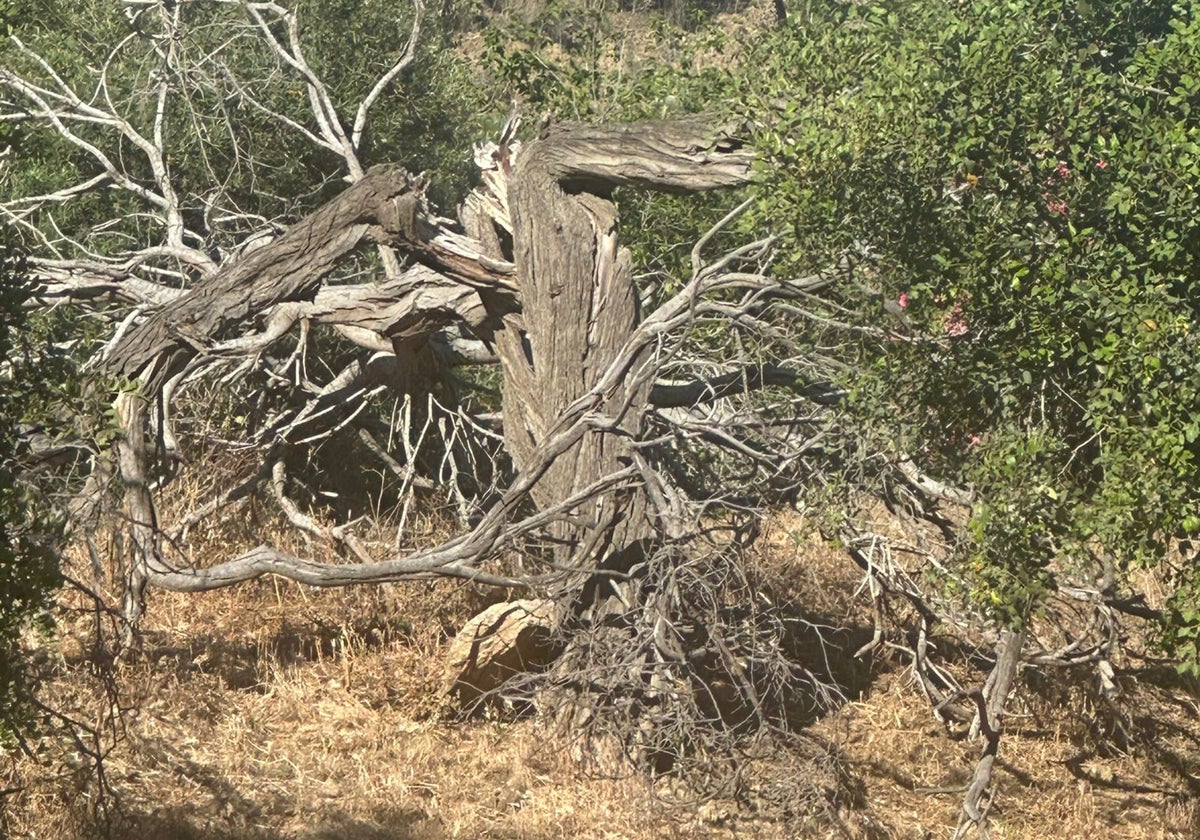 Árbol seco que preocupa a los vecinos.
