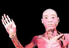 La exposición número 1 sobre el cuerpo humano llega a Málaga