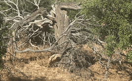 Árbol seco que preocupa a los vecinos.