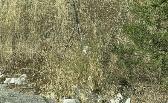 Basura acumulada en la zona denunciada.