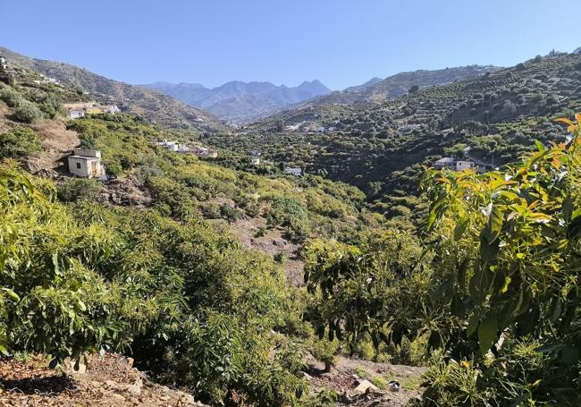 Los aguacates predominan en este paisaje