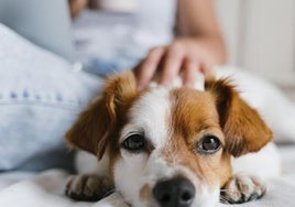 Retiran del mercado un collar antiparasitario comercializado en España por el riesgo para perros y gatos