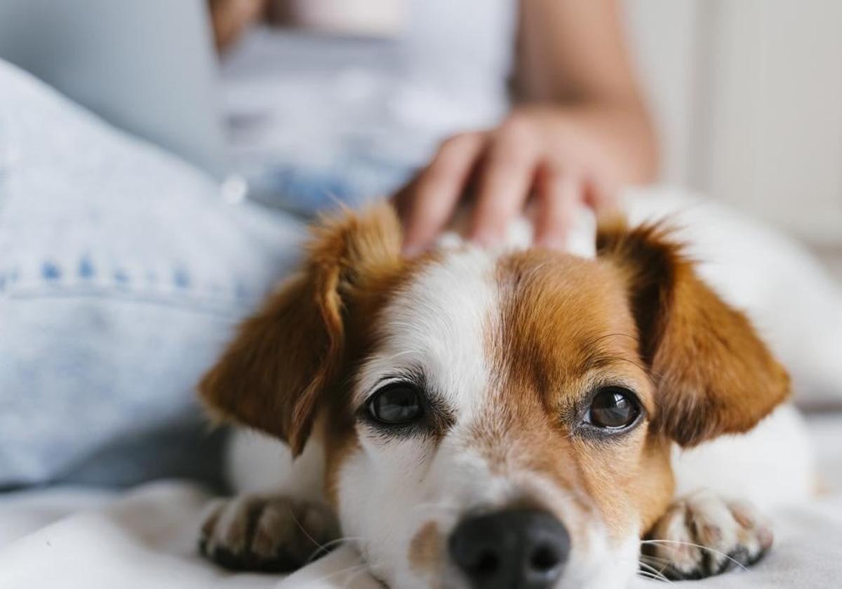 Retiran del mercado un collar antiparasitario comercializado en España por el riesgo para perros y gatos