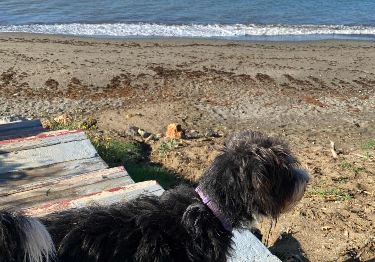 Una mascota en la playa del Saladillo de Estepona.