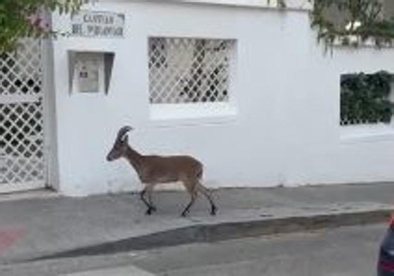 Una cabra montés se pasea por la zona de El Limonar ante la sorpresa de los vecinos