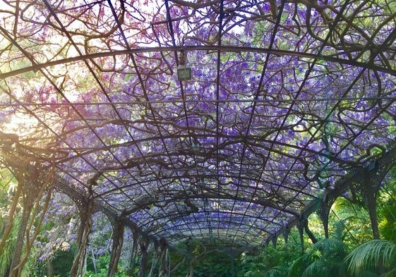 Emparrado de glicinias del Jardín Botánico de La Concepción.