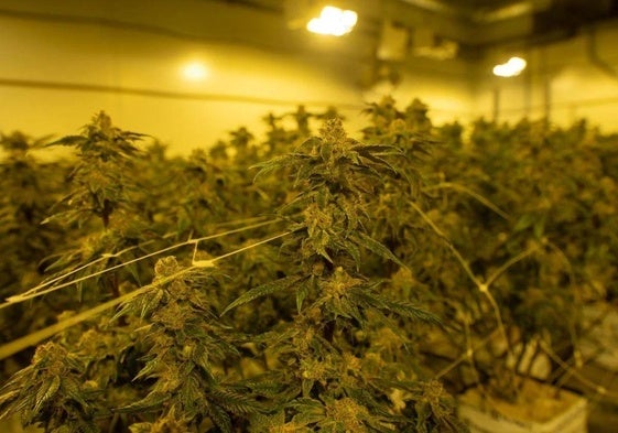 Marihuana en palets de frutas y verduras: cae una red que enviaba droga a Alemania desde Villanueva del Trabuco