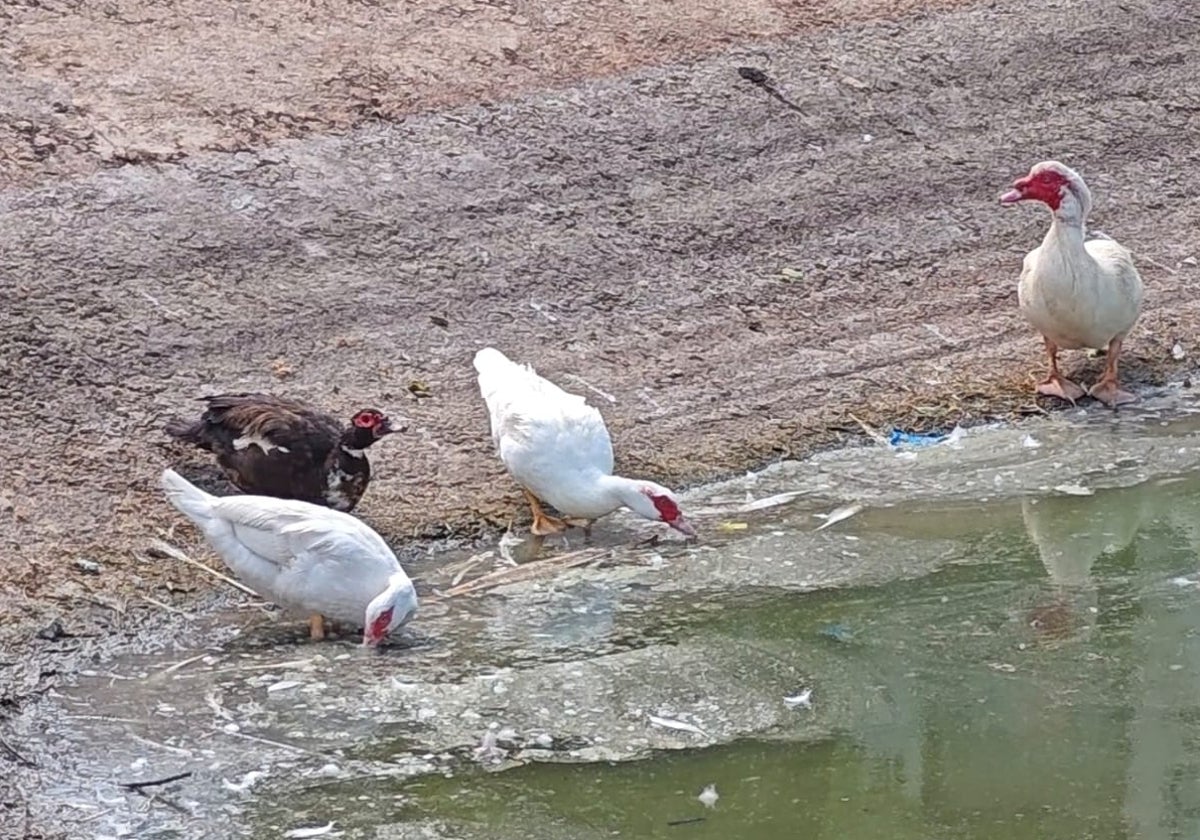 Aves, en uno de las laterales del estanque del parque María Zambrano de Vélez-Málaga.