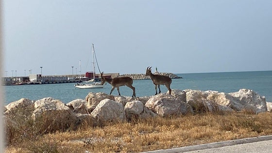 Imagen de las dos cabras que se han paseado este miércoles por la playa de San Andrés.