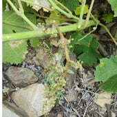 Imagen - El problema se repite en entornos con una gran tradición vitivinícola como Castilla La Mancha y Andalucía