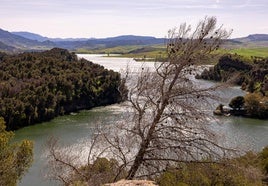 La seca hace estragos en el entorno del embalse del Conde del Guadalhorce.