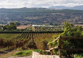 Un hongo devasta los viñedos de Málaga y provocará pérdidas del 40 por ciento de la cosecha