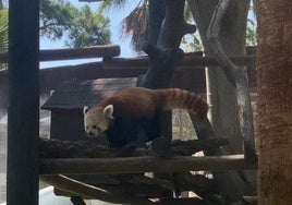El panda rojo Jannick en su hábitat en Selwo Estepona.