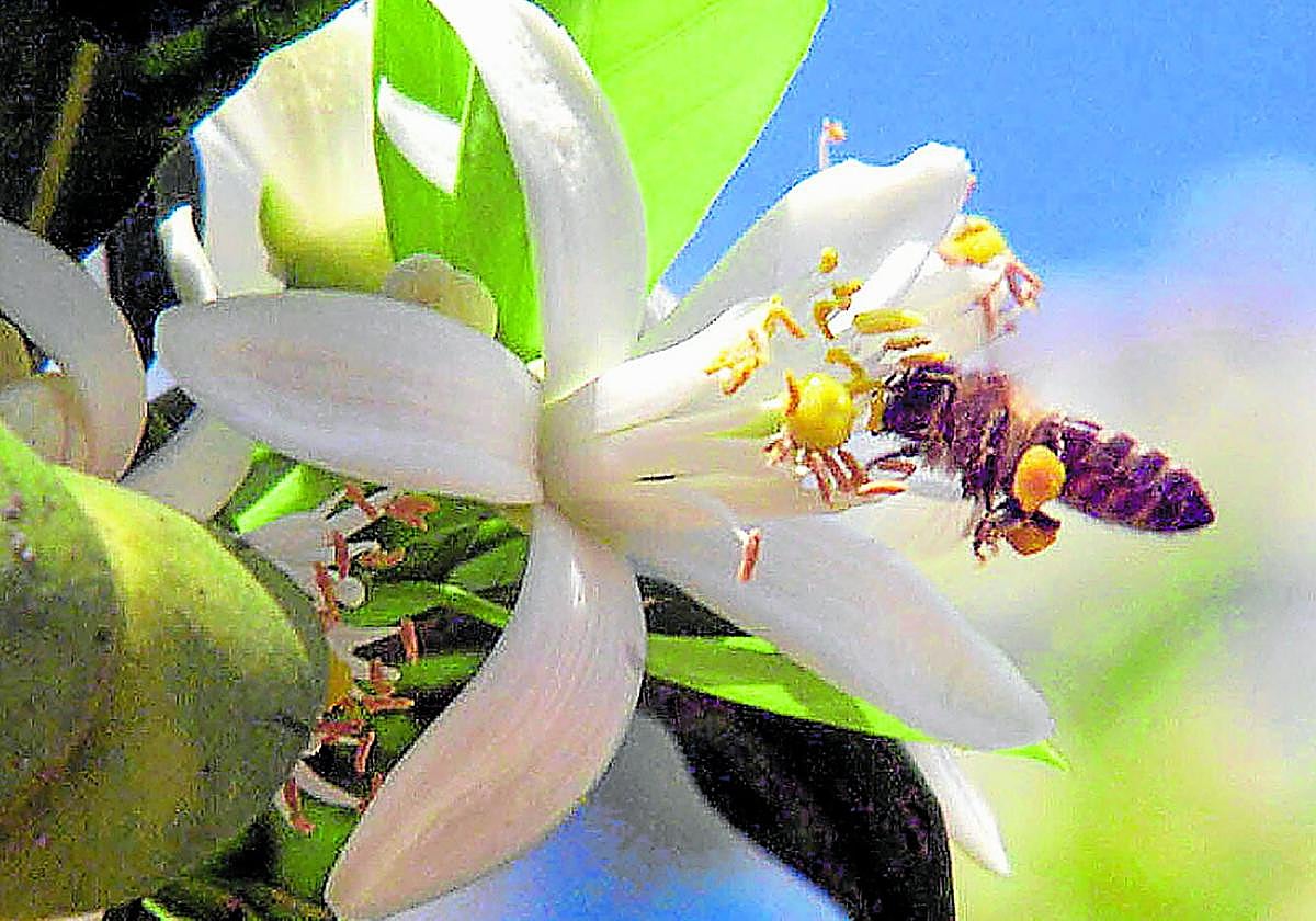 Las abejas son losprincipales polinizadores de cultivos.