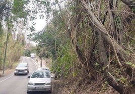 Vegetación de gran porte a pie de calle, en la parcela del antiguo vivero de Pan Triste.