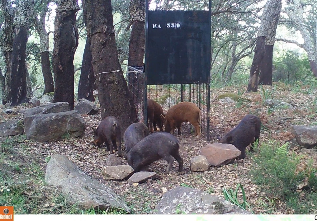 Imágenes de jabalíes en un capturadero.