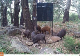 Imágenes de jabalíes en un capturadero.