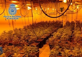 Endesa abre cerca de dos expedientes a la semana por plantaciones de marihuana en Málaga en cuatro meses
