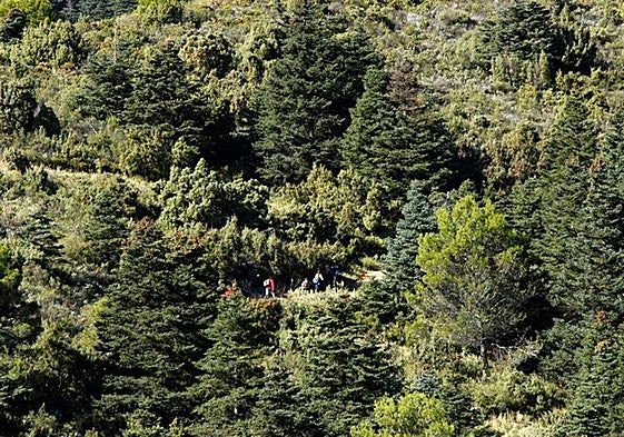 Paisaje de la Sierra de las Nieves en verano.