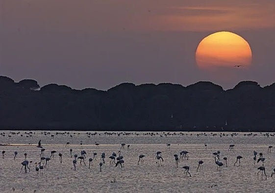 Imagen del Parque Nacional de Doñana.