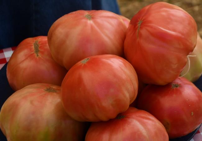 Tomate rosa de La Indiana.