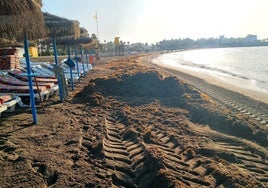 Arribazón de alga asiática, hace unos días en Benalmádena.