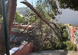 Vista del árbol caído en la zona de Lagunillas.