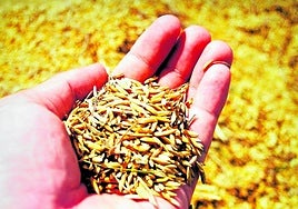 El salvado de arroz, la capa exterior, es el sustrato óptimo para cultivar hongos que producen enzimas de interés.