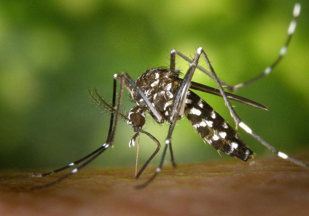 Ejemplar de mosquito tigre.