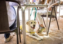 ¿Por qué se celebran este 21 de julio el Día del Perro y el del Gazpacho?