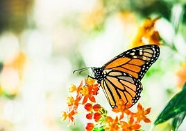 En el Parque de la Paloma hay desde hace décadas una colonia de mariposas monarca.