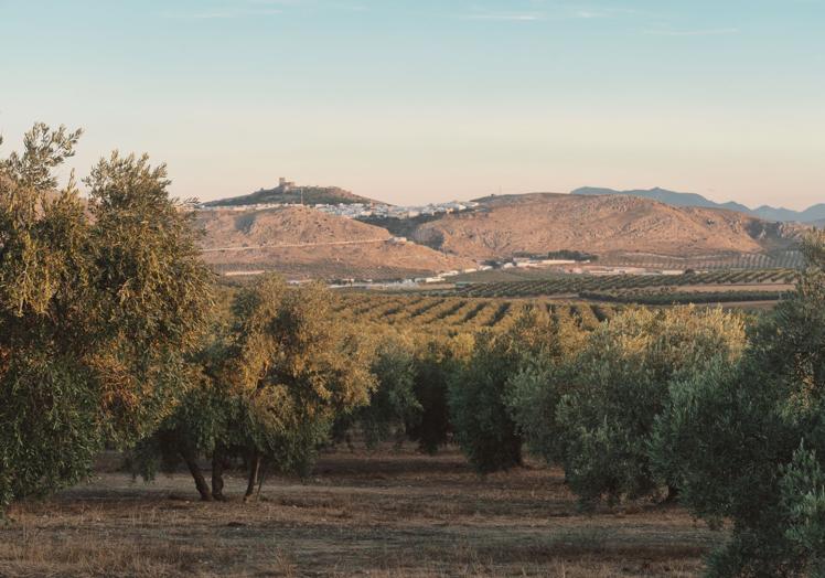 La serana belleza del olivar de Teba inspira la excelencia de Terraverne.