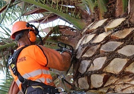 La UTE formada por Integra y Talher se ha hecho cargo del servicio.