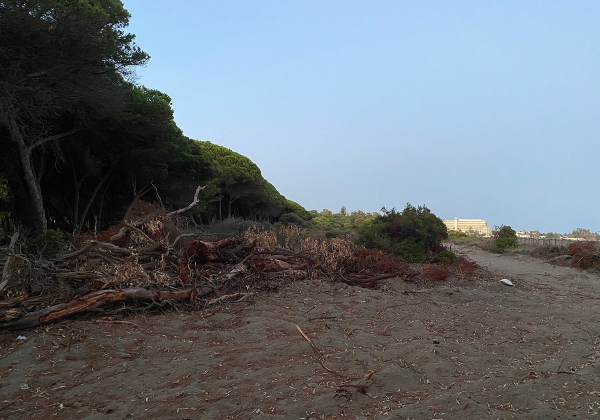 Inicio de las obras del tramo 14 de Senda Litoral en dunas de Matas Verdes, paralizadas en la actualidad.