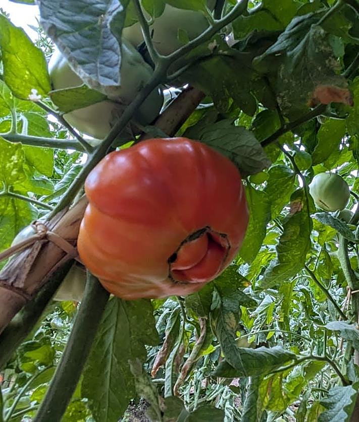 Imagen secundaria 2 - Naranjas en agosto: el privilegio que tienen en Riogordo gracias a la huerta de Paco &#039;El Bicho&#039;