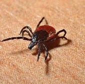 Anecpla alerta del aumento de las garrapatas este verano: cómo evitar sus picaduras