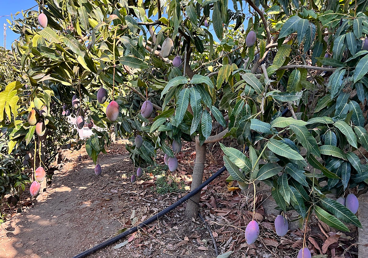 Una finca de mangos en la Axarquía.