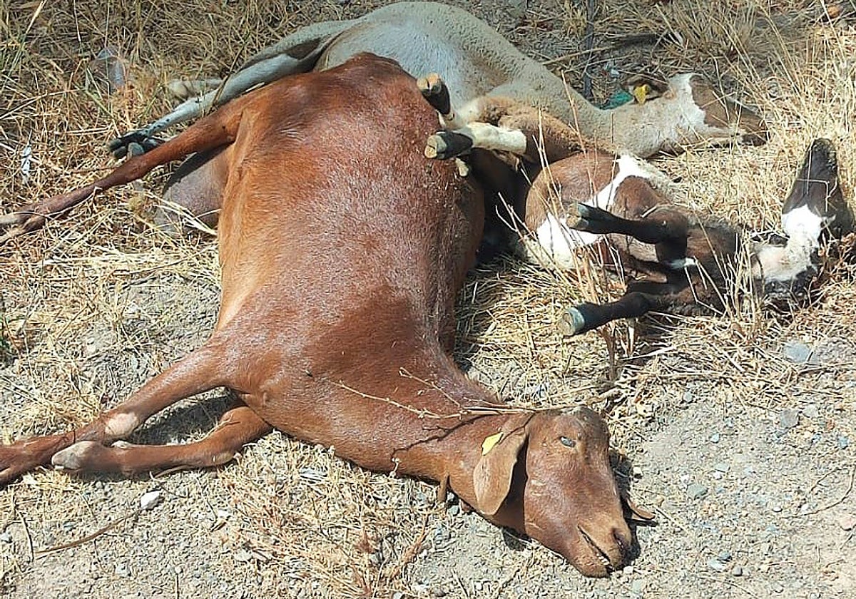 Ejemplares de cabras y ovejas muertas en la provincia por la lengua azul.