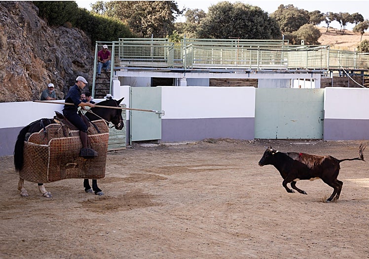 Una de las vacas arrancándose al caballo.