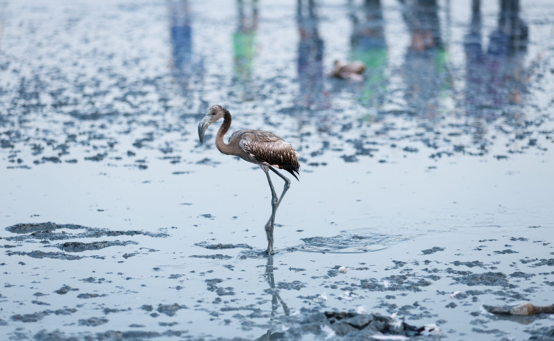 Vuelve el anillamiento de flamencos a Fuente de Piedra tras años de sequía
