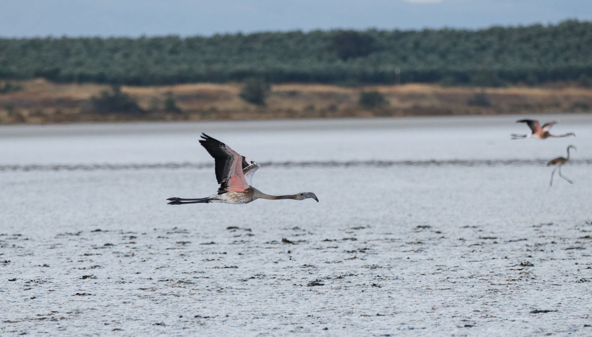 Vuelve el anillamiento de flamencos a Fuente de Piedra tras años de sequía