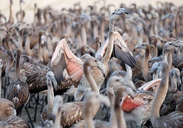 Vuelve el anillamiento de flamencos a Fuente de Piedra tras años de sequía