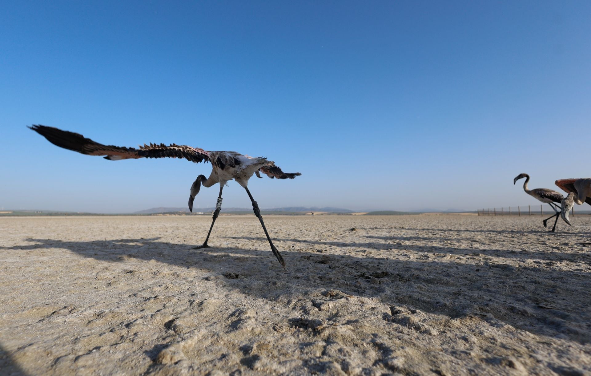 Vuelve el anillamiento de flamencos a Fuente de Piedra tras años de sequía