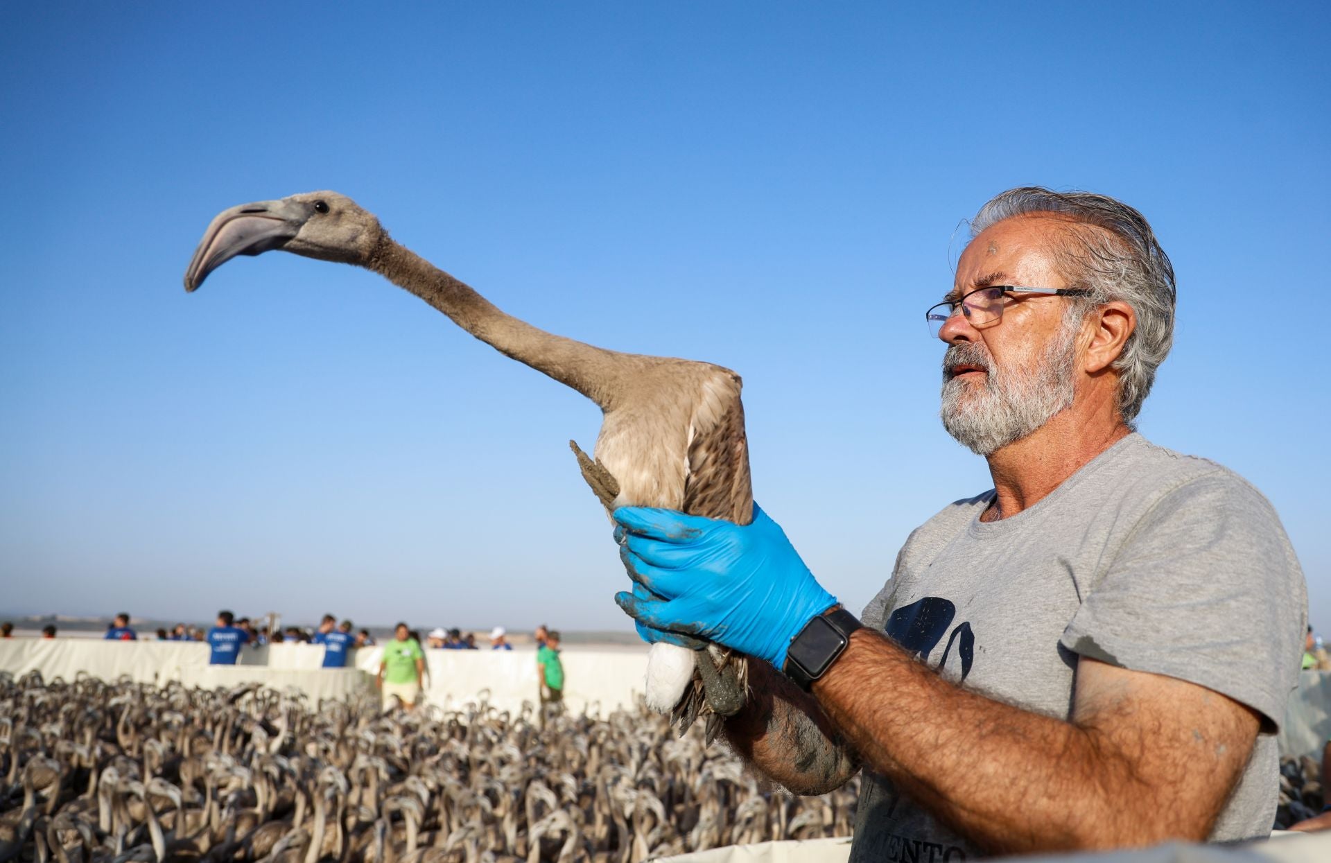 Vuelve el anillamiento de flamencos a Fuente de Piedra tras años de sequía