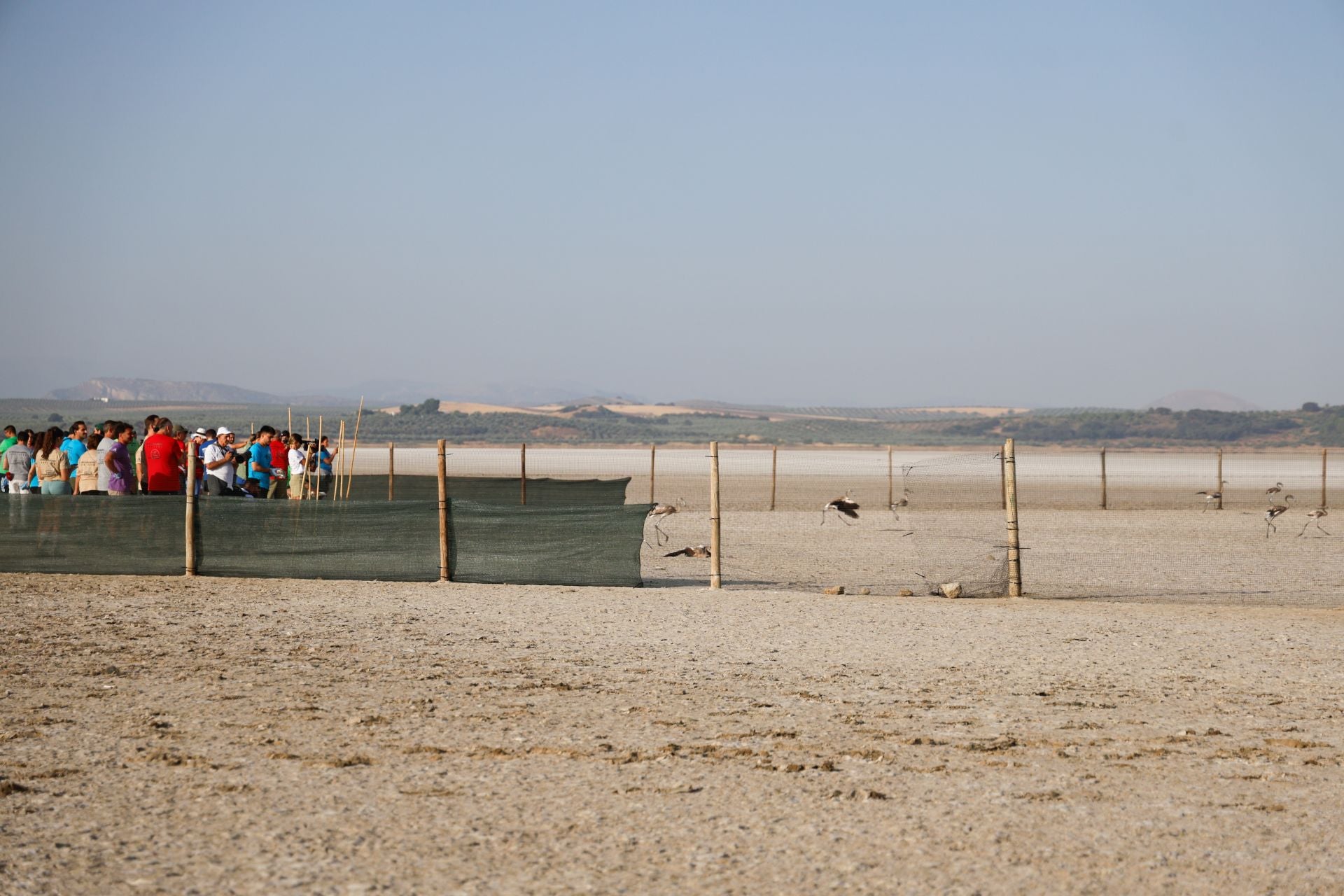 Vuelve el anillamiento de flamencos a Fuente de Piedra tras años de sequía